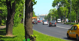 Посадка деревьев и кустарников в Сосновом Боре — стоимость от 1219 руб.